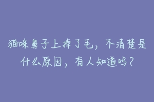 猫咪鼻子上掉了毛，不清楚是什么原因，有人知道吗？-动物百科