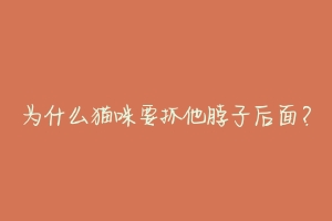 为什么猫咪要抓他脖子后面？-动物百科