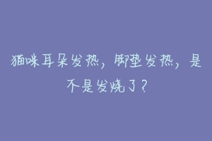 猫咪耳朵发热,脚垫发热,是不是发烧了?-动物百科