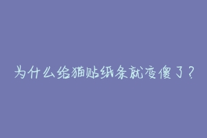为什么给猫贴纸条就变傻了?-动物百科