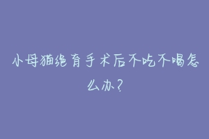 小母猫绝育手术后不吃不喝怎么办?-动物百科