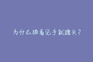 为什么猫看见手就蹭头?-动物百科