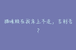 猫咪赖在我床上不走，吉利否？-动物百科