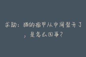 求助：猫的指甲从中间裂开了，是怎么回事？-动物百科