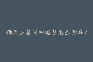 猫老是夜里叫唤是怎么回事？-动物百科