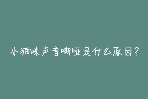 小猫咪声音嘶哑是什么原因？-动物百科