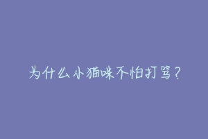 为什么小猫咪不怕打骂?-动物百科