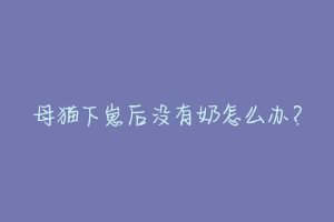 母猫下崽后没有奶怎么办?-动物百科
