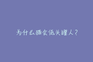 为什么猫会低头瞪人?-动物百科