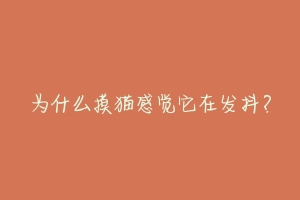 为什么摸猫感觉它在发抖?-动物百科