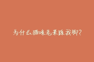 为什么猫咪老来踩我脚?-动物百科
