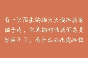 有一只陌生的猫天天偷抓我家鸽子吃,它来的时候我们总是发现不了,有什么办法能抓住它?-动物百科