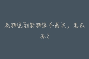 老猫见到新猫很不高兴,怎么办?-动物百科