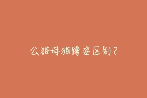 公猫母猫蹲姿区别?-动物百科