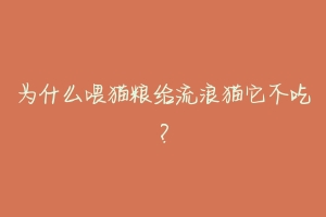为什么喂猫粮给流浪猫它不吃?-动物百科