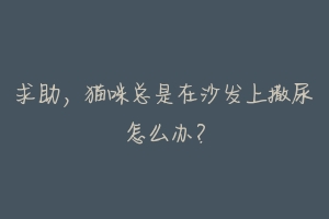 求助,猫咪总是在沙发上撒尿怎么办?-动物百科