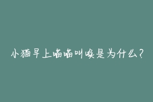小猫早上喵喵叫唤是为什么?-动物百科