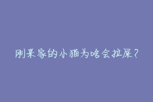 刚来家的小猫为啥会拉屎？-动物百科