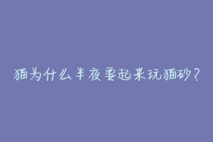 猫为什么半夜要起来玩猫砂？-动物百科