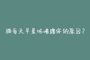 猫每天早晨咕噜蹭你的原因?-动物百科