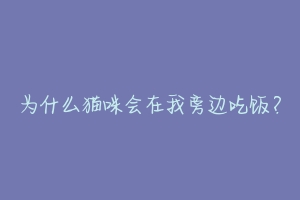 为什么猫咪会在我旁边吃饭?-动物百科