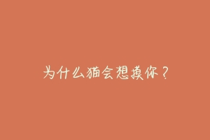 为什么猫会想摸你?-动物百科