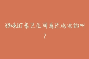 猫咪盯着卫生间看还呜呜的叫?-动物百科