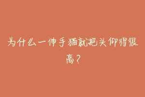 为什么一伸手猫就把头仰得很高?-动物百科