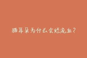 猫耳朵为什么会烂流血?-动物百科
