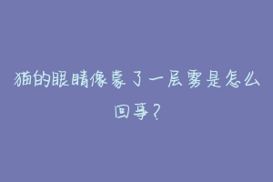 猫的眼睛像蒙了一层雾是怎么回事?-动物百科