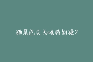 猫尾巴尖为啥特别硬?-动物百科