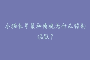 小猫在早晨和傍晚为什么特别活跃?-动物百科