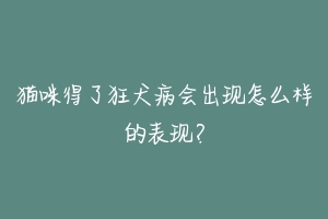猫咪得了狂犬病会出现怎么样的表现?-动物百科