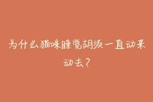 为什么猫咪睡觉胡须一直动来动去?-动物百科