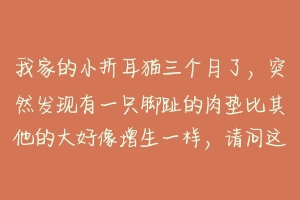 我家的小折耳猫三个月了,突然发现有一只脚趾的肉垫比其他的大好像增生一样,请问这是怎么了?-动物百科