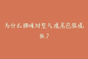 为什么猫咪对空气摇尾巴很慌张?-动物百科