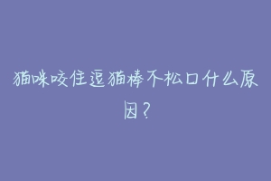 猫咪咬住逗猫棒不松口什么原因?-动物百科
