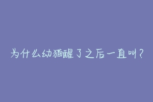 为什么幼猫醒了之后一直叫?-动物百科