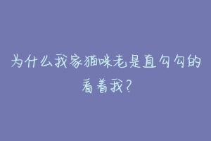 为什么我家猫咪老是直勾勾的看着我?-动物百科