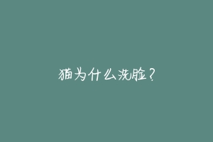 猫为什么洗脸?-动物百科