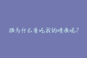 猫为什么爱吃我的唾液呢？-动物百科