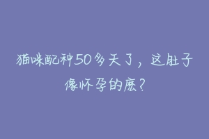 猫咪配种50多天了，这肚子像怀孕的麽？-动物百科