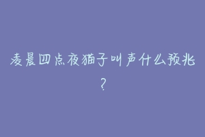 凌晨四点夜猫子叫声什么预兆？-动物百科