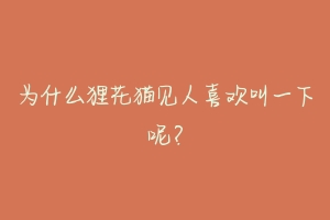 为什么狸花猫见人喜欢叫一下呢？-动物百科