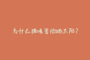 为什么猫咪害怕晒太阳？-动物百科