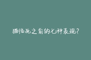 猫临死之前的七种表现？-动物百科