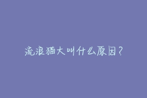 流浪猫大叫什么原因？-动物百科