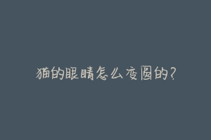 猫的眼睛怎么变圆的?-动物百科