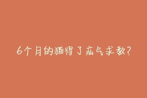 6个月的猫得了疝气求教?-动物百科