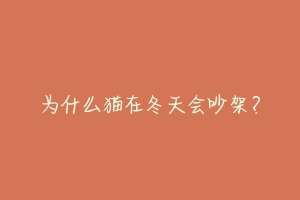 为什么猫在冬天会吵架?-动物百科